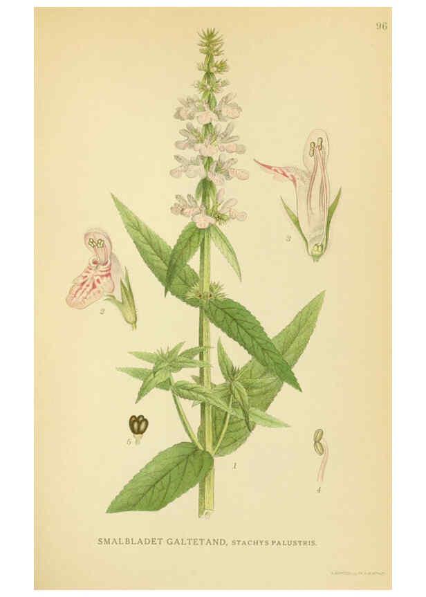 Reproducción/Reproduction 6029357242: Billeder af nordens flora. v.1 København,G.E.C. Gad's forlag,1917-1927