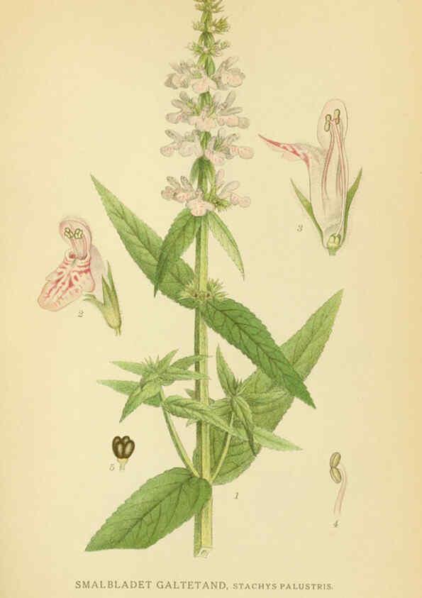 Reproducción/Reproduction 6029357242: Billeder af nordens flora. v.1 København,G.E.C. Gad's forlag,1917-1927