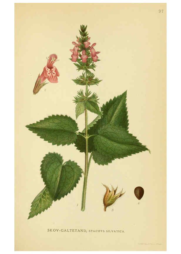 Reproducción/Reproduction 6029357484: Billeder af nordens flora. v.1 København,G.E.C. Gad's forlag,1917-1927