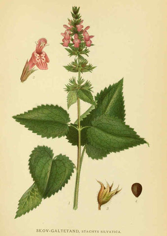 Reproducción/Reproduction 6029357484: Billeder af nordens flora. v.1 København,G.E.C. Gad's forlag,1917-1927