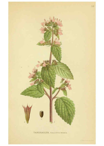 Reproducción/Reproduction 6028805517: Billeder af nordens flora. v.1 København,G.E.C. Gad's forlag,1917-1927