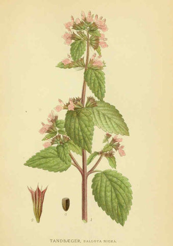 Reproducción/Reproduction 6028805517: Billeder af nordens flora. v.1 København,G.E.C. Gad's forlag,1917-1927