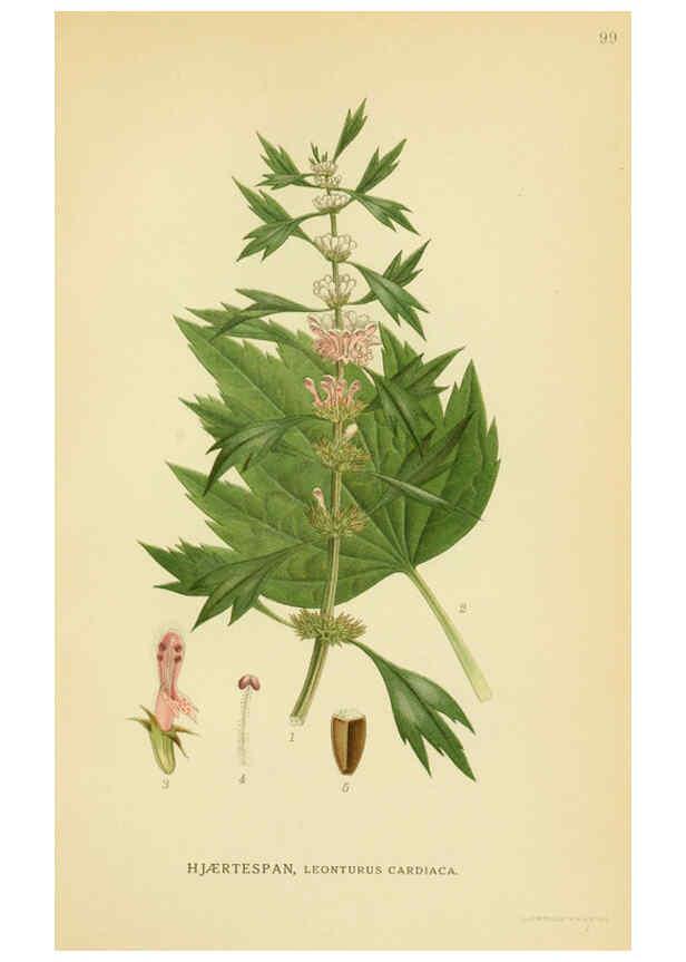Reproducción/Reproduction 6029358162: Billeder af nordens flora. v.1 København,G.E.C. Gad's forlag,1917-1927