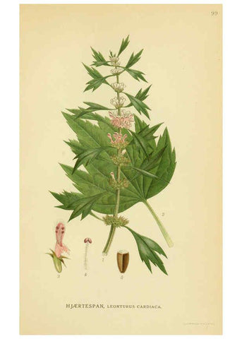 Reproducción/Reproduction 6029358162: Billeder af nordens flora. v.1 København,G.E.C. Gad's forlag,1917-1927