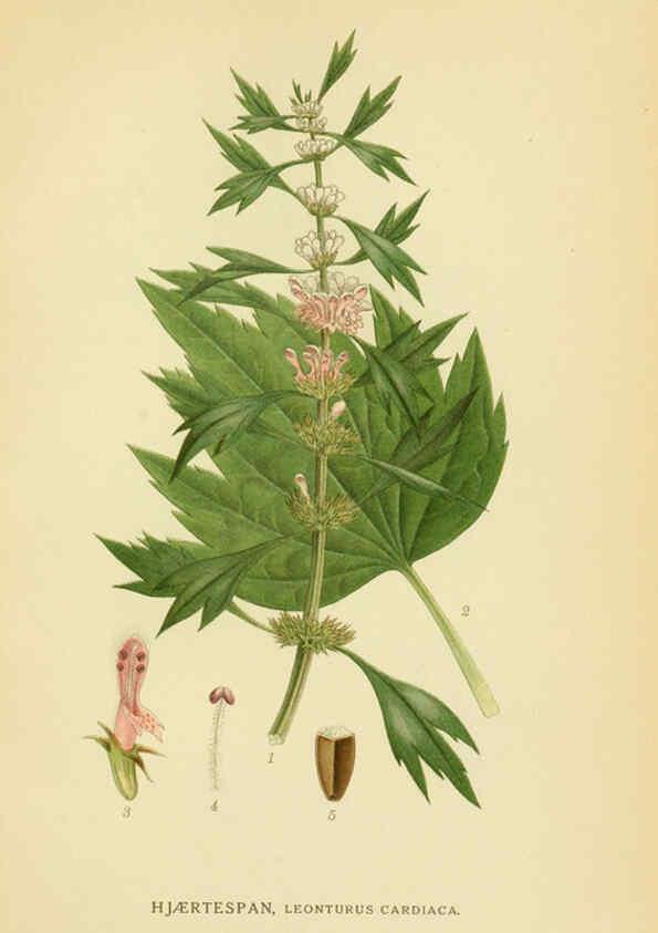 Reproducción/Reproduction 6029358162: Billeder af nordens flora. v.1 København,G.E.C. Gad's forlag,1917-1927