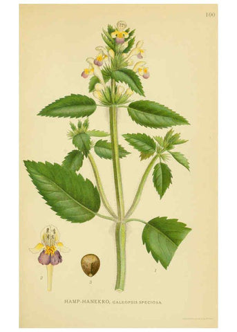 Reproducción/Reproduction 6029358466: Billeder af nordens flora. v.1 København,G.E.C. Gad's forlag,1917-1927