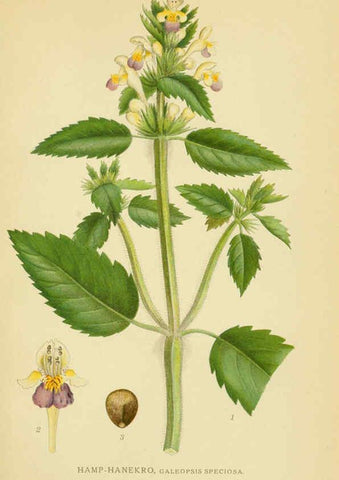 Reproducción/Reproduction 6029358466: Billeder af nordens flora. v.1 København,G.E.C. Gad's forlag,1917-1927