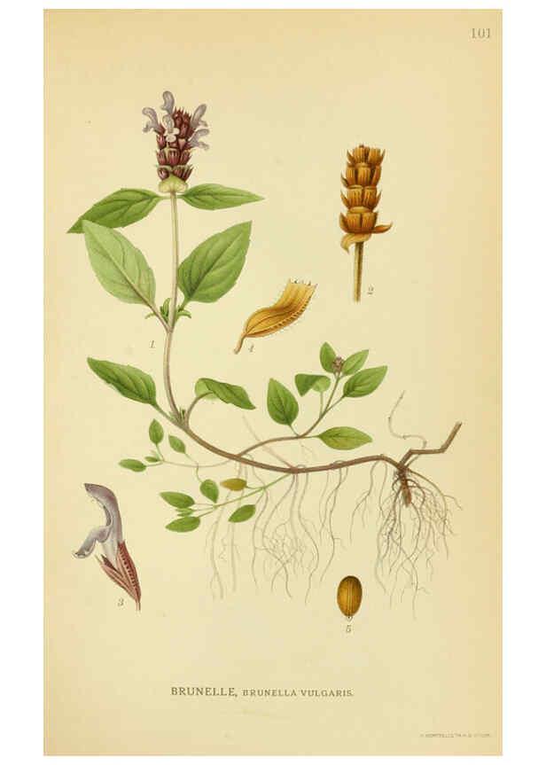 Reproducción/Reproduction 6029358760: Billeder af nordens flora. v.1 København,G.E.C. Gad's forlag,1917-1927