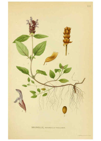 Reproducción/Reproduction 6029358760: Billeder af nordens flora. v.1 København,G.E.C. Gad's forlag,1917-1927
