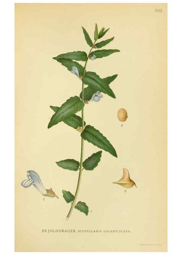 Reproducción/Reproduction 6028806697: Billeder af nordens flora. v.1 København,G.E.C. Gad's forlag,1917-1927