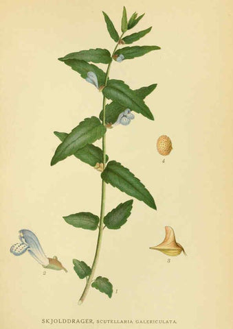 Reproducción/Reproduction 6028806697: Billeder af nordens flora. v.1 København,G.E.C. Gad's forlag,1917-1927
