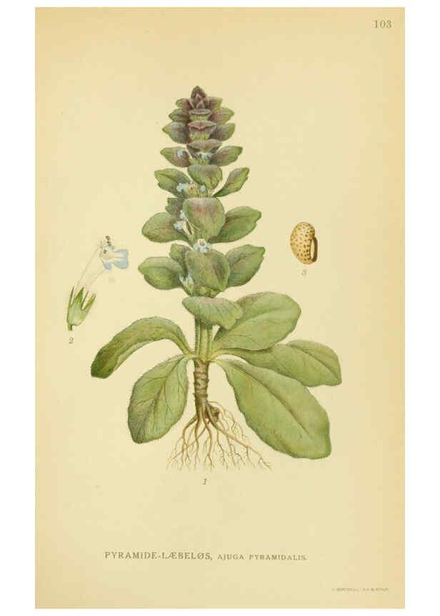 Reproducción/Reproduction 6028807229: Billeder af nordens flora. v.1 København,G.E.C. Gad's forlag,1917-1927