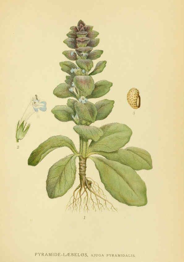 Reproducción/Reproduction 6028807229: Billeder af nordens flora. v.1 København,G.E.C. Gad's forlag,1917-1927