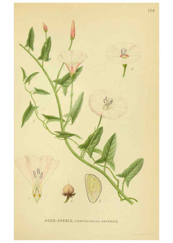 Reproducción/Reproduction 6028807483: Billeder af nordens flora. v.1 København,G.E.C. Gad's forlag,1917-1927