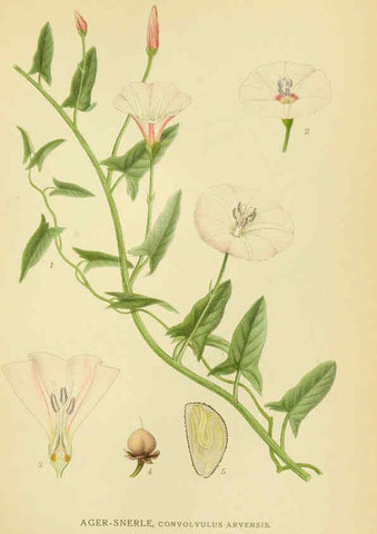 Reproducción/Reproduction 6028807483: Billeder af nordens flora. v.1 København,G.E.C. Gad's forlag,1917-1927
