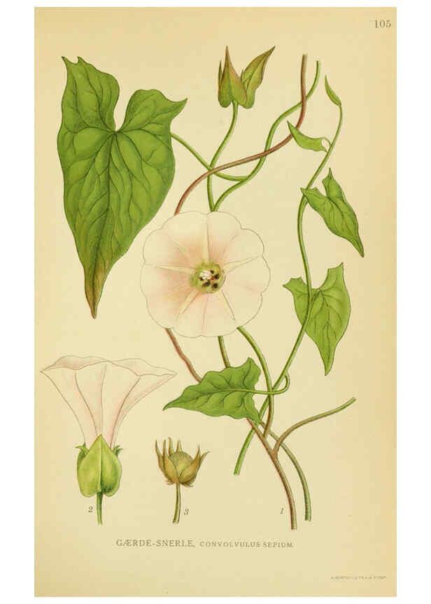 Reproducción/Reproduction 6029360244: Billeder af nordens flora. v.1 København,G.E.C. Gad's forlag,1917-1927