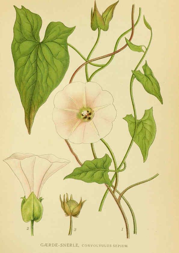 Reproducción/Reproduction 6029360244: Billeder af nordens flora. v.1 København,G.E.C. Gad's forlag,1917-1927