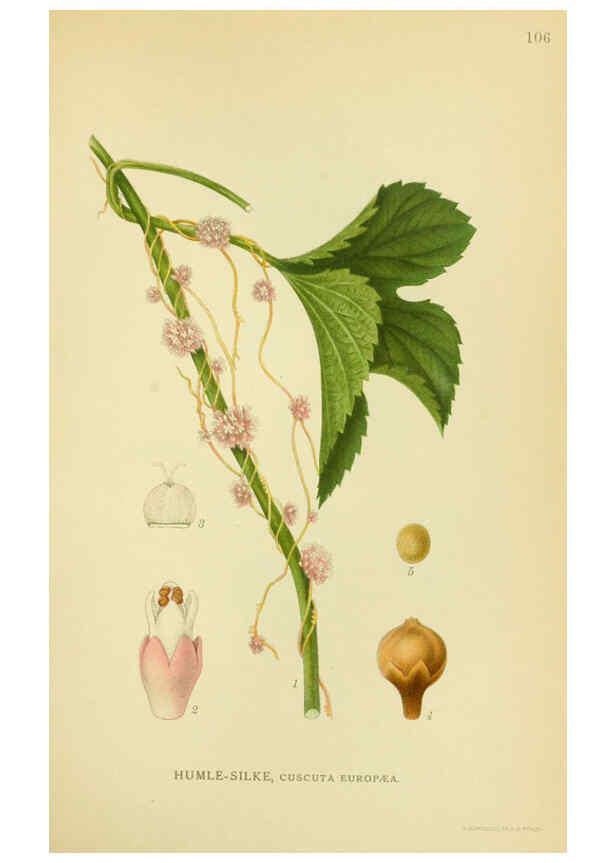 Reproducción/Reproduction 6029360808: Billeder af nordens flora. v.1 København,G.E.C. Gad's forlag,1917-1927