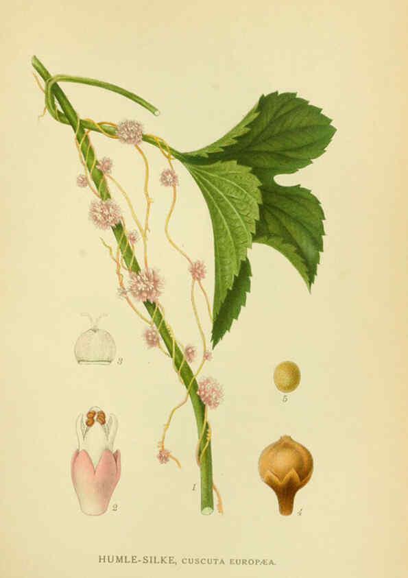 Reproducción/Reproduction 6029360808: Billeder af nordens flora. v.1 København,G.E.C. Gad's forlag,1917-1927