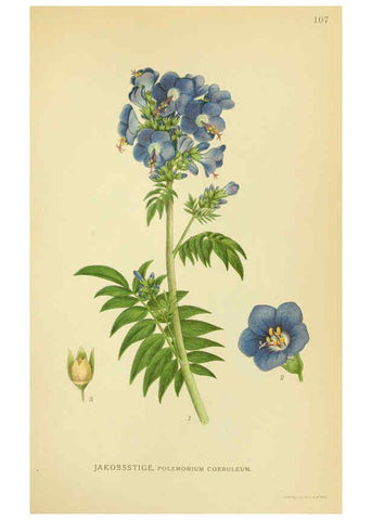 Reproducción/Reproduction 6029361052: Billeder af nordens flora. v.1 København,G.E.C. Gad's forlag,1917-1927
