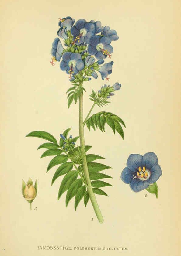 Reproducción/Reproduction 6029361052: Billeder af nordens flora. v.1 København,G.E.C. Gad's forlag,1917-1927