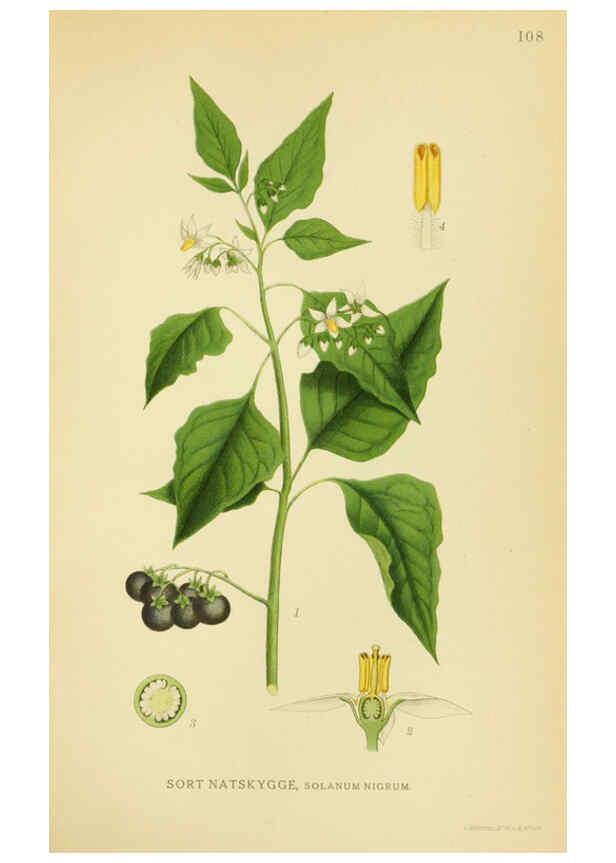 Reproducción/Reproduction 6029361398: Billeder af nordens flora. v.1 København,G.E.C. Gad's forlag,1917-1927