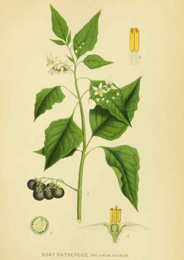 Reproducción/Reproduction 6029361398: Billeder af nordens flora. v.1 København,G.E.C. Gad's forlag,1917-1927