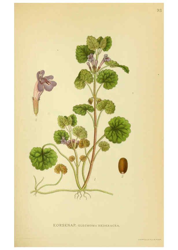 Reproducción/Reproduction 6028803915: Billeder af nordens flora. v.1 København,G.E.C. Gad's forlag,1917-1927