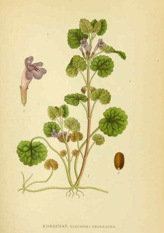 Reproducción/Reproduction 6028803915: Billeder af nordens flora. v.1 København,G.E.C. Gad's forlag,1917-1927