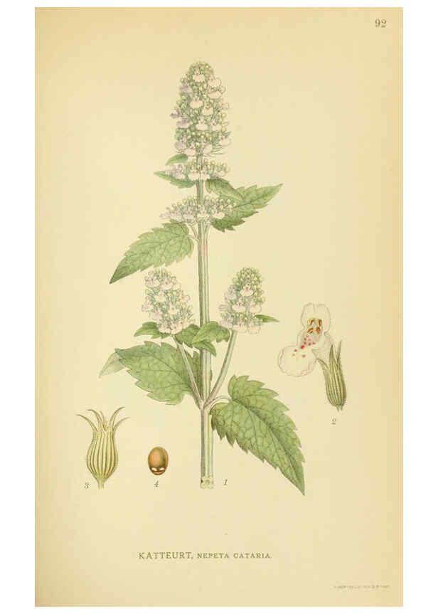 Reproducción/Reproduction 6028803663: Billeder af nordens flora. v.1 København,G.E.C. Gad's forlag,1917-1927