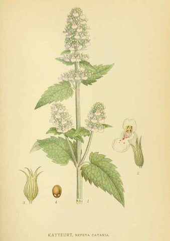 Reproducción/Reproduction 6028803663: Billeder af nordens flora. v.1 København,G.E.C. Gad's forlag,1917-1927