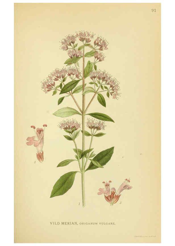 Reproducción/Reproduction 6029355870: Billeder af nordens flora. v.1 København,G.E.C. Gad's forlag,1917-1927