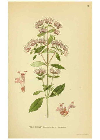 Reproducción/Reproduction 6029355870: Billeder af nordens flora. v.1 København,G.E.C. Gad's forlag,1917-1927
