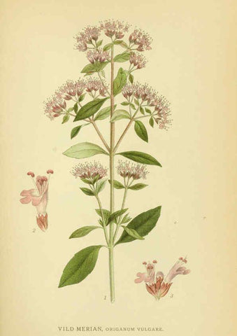 Reproducción/Reproduction 6029355870: Billeder af nordens flora. v.1 København,G.E.C. Gad's forlag,1917-1927