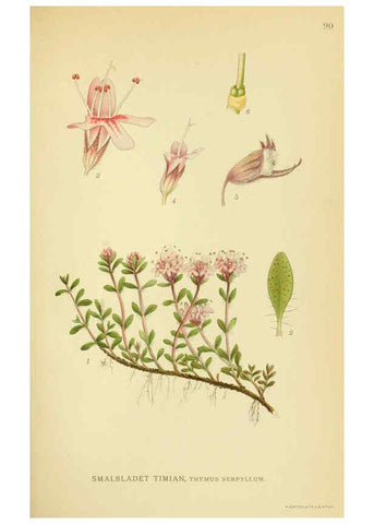 Reproducción/Reproduction 6028803103: Billeder af nordens flora. v.1 København,G.E.C. Gad's forlag,1917-1927