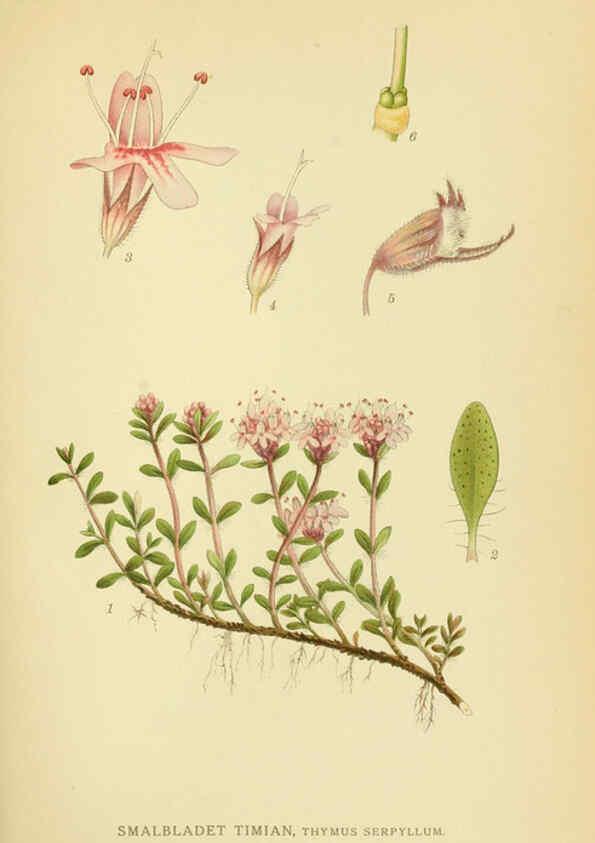 Reproducción/Reproduction 6028803103: Billeder af nordens flora. v.1 København,G.E.C. Gad's forlag,1917-1927