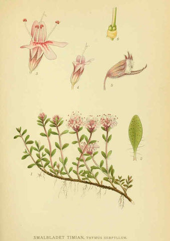Reproducción/Reproduction 6028803103: Billeder af nordens flora. v.1 København,G.E.C. Gad's forlag,1917-1927