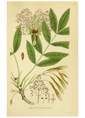 Reproducción/Reproduction 6029350128: Billeder af nordens flora. v.1 København,G.E.C. Gad's forlag,1917-1927