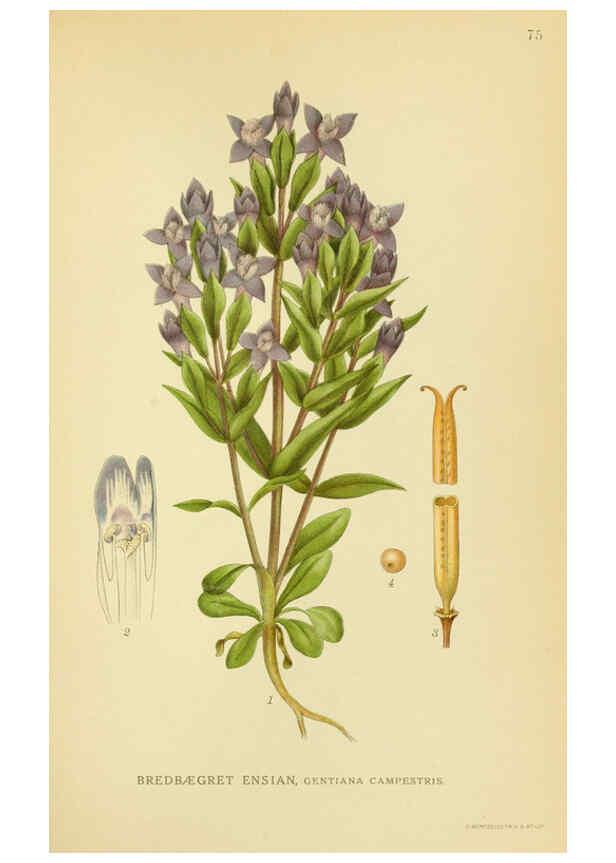 Reproducción/Reproduction 6029350444: Billeder af nordens flora. v.1 København,G.E.C. Gad's forlag,1917-1927