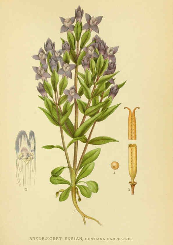 Reproducción/Reproduction 6029350444: Billeder af nordens flora. v.1 København,G.E.C. Gad's forlag,1917-1927