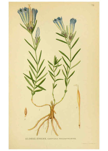 Reproducción/Reproduction 6029350760: Billeder af nordens flora. v.1 København,G.E.C. Gad's forlag,1917-1927