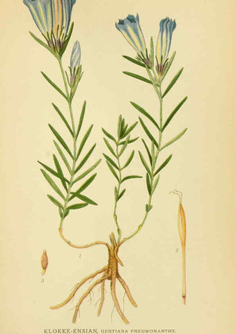 Reproducción/Reproduction 6029350760: Billeder af nordens flora. v.1 København,G.E.C. Gad's forlag,1917-1927