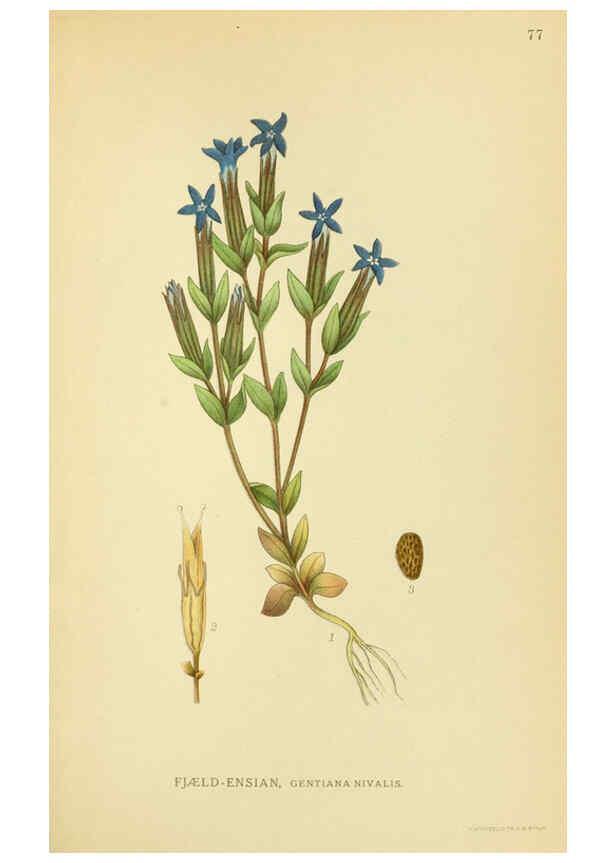 Reproducción/Reproduction 6028798569: Billeder af nordens flora. v.1 København,G.E.C. Gad's forlag,1917-1927