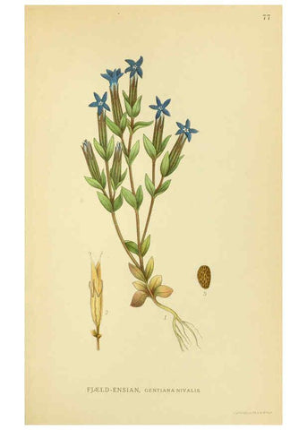 Reproducción/Reproduction 6028798569: Billeder af nordens flora. v.1 København,G.E.C. Gad's forlag,1917-1927