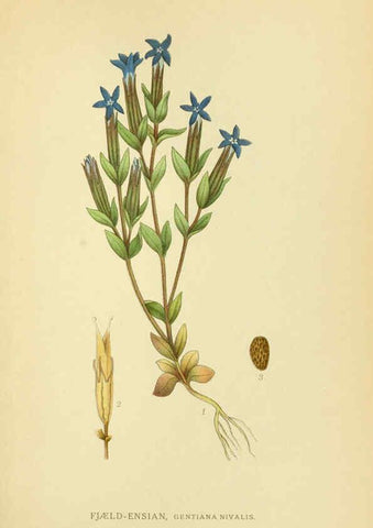 Reproducción/Reproduction 6028798569: Billeder af nordens flora. v.1 København,G.E.C. Gad's forlag,1917-1927