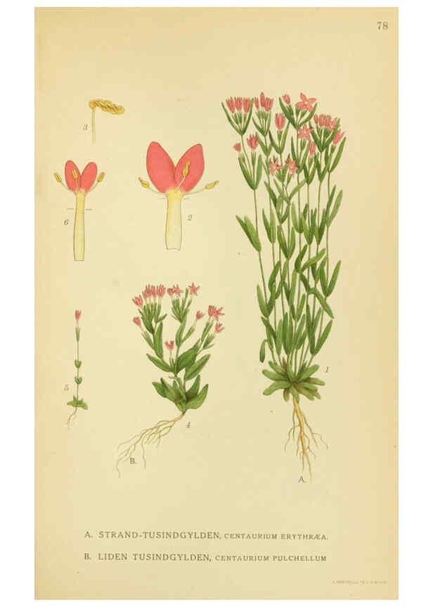 Reproducción/Reproduction 6028799245: Billeder af nordens flora. v.1 København,G.E.C. Gad's forlag,1917-1927
