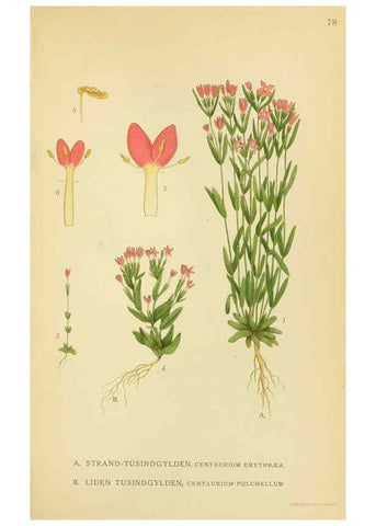 Reproducción/Reproduction 6028799245: Billeder af nordens flora. v.1 København,G.E.C. Gad's forlag,1917-1927