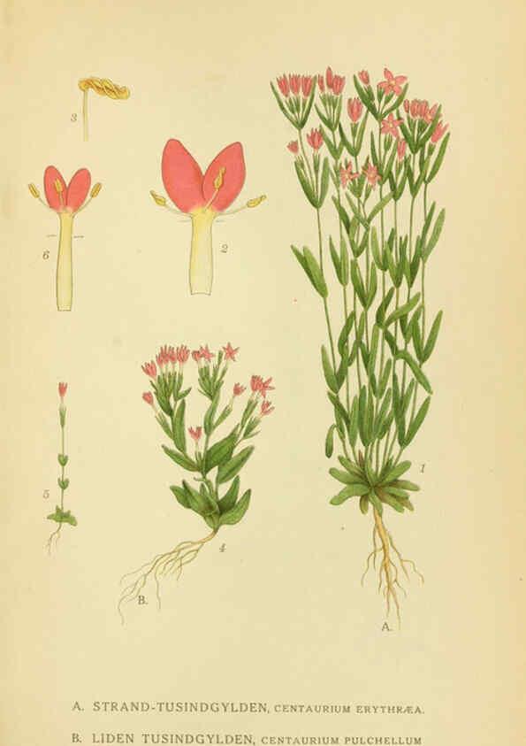 Reproducción/Reproduction 6028799245: Billeder af nordens flora. v.1 København,G.E.C. Gad's forlag,1917-1927