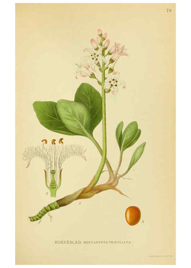 Reproducción/Reproduction 6028799581: Billeder af nordens flora. v.1 København,G.E.C. Gad's forlag,1917-1927