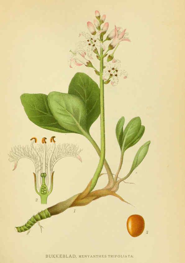 Reproducción/Reproduction 6028799581: Billeder af nordens flora. v.1 København,G.E.C. Gad's forlag,1917-1927